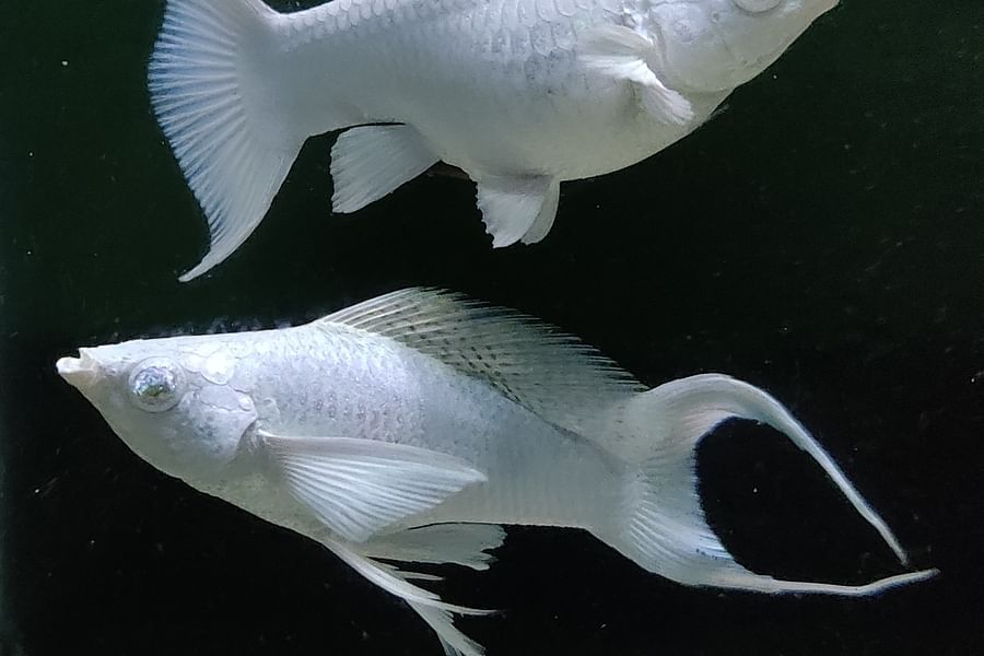 AquaBid betta fish auction