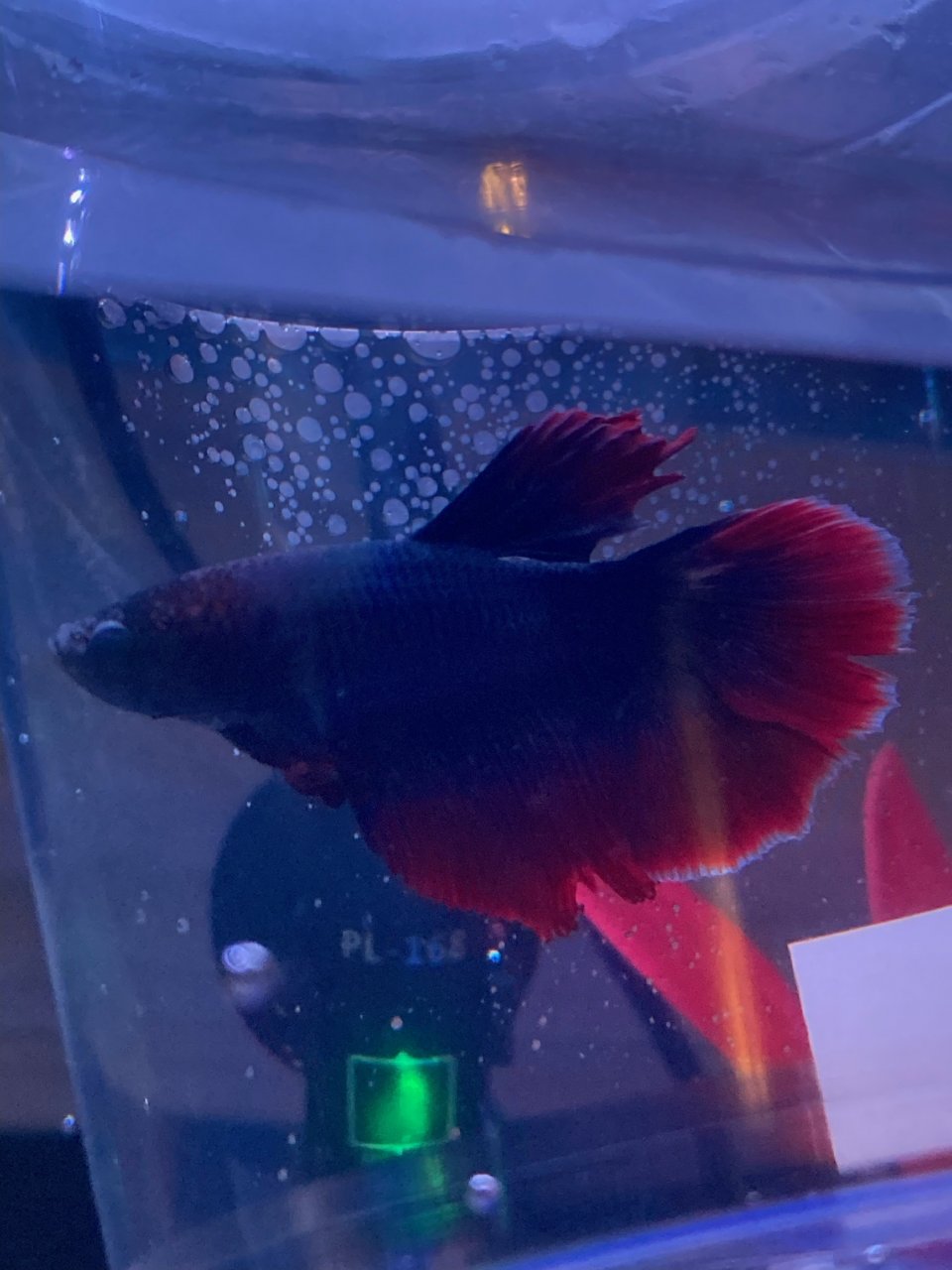 aquarium club betta fish