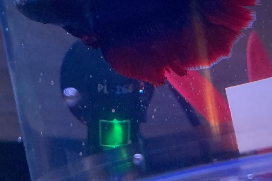 aquarium club betta fish