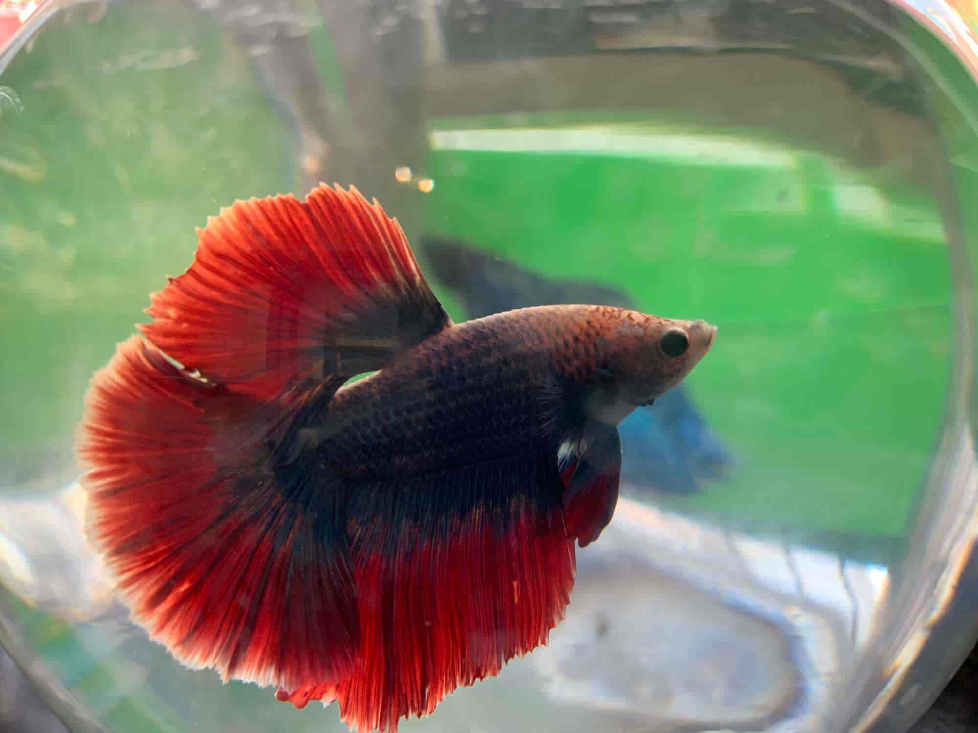 betta fish conservation program