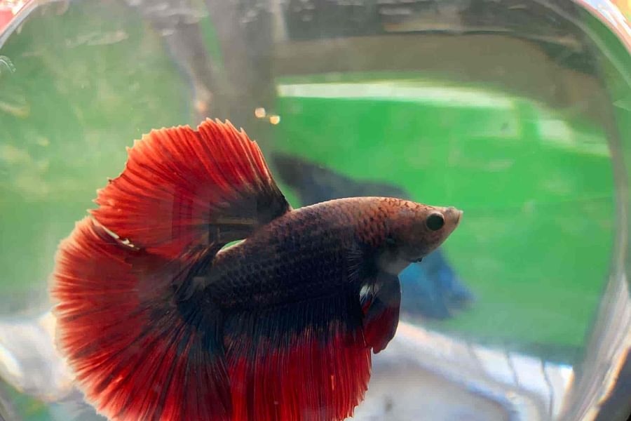 betta fish conservation program