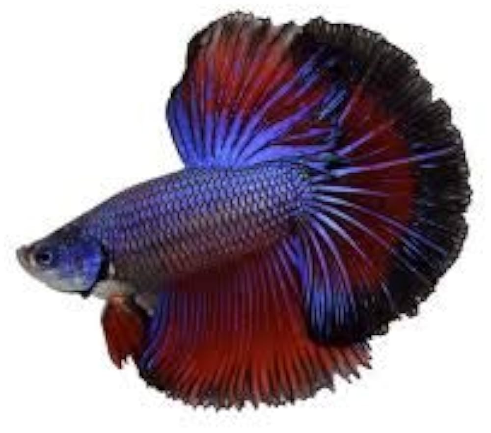 Betta Splendid fish quality