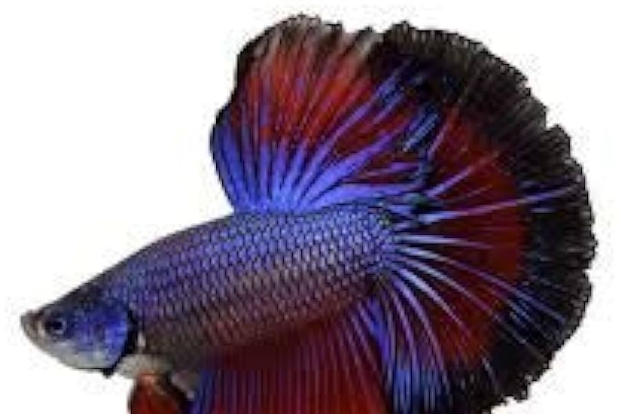 Betta Splendid fish quality