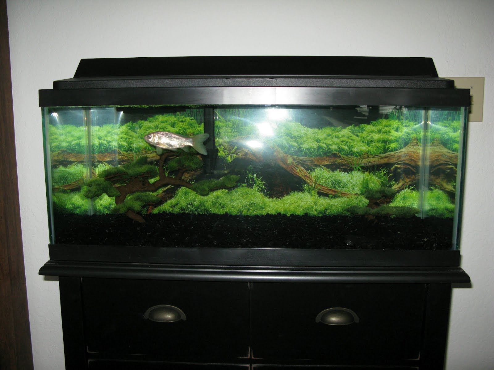 eco-certified pet store betta fish