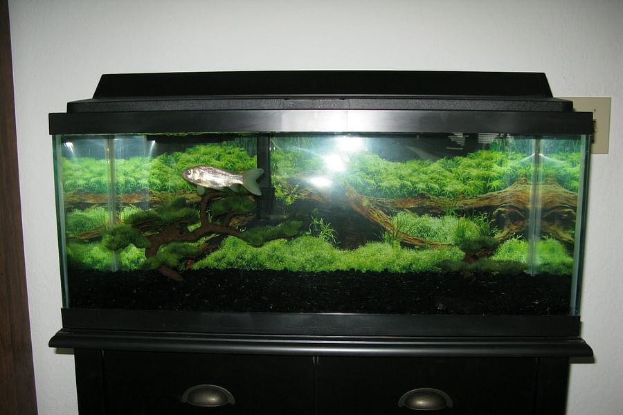 eco-certified pet store betta fish