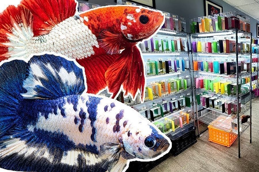 local betta fish breeders