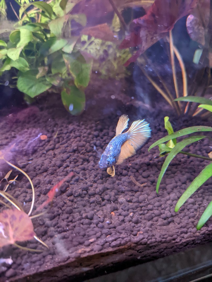 African Dwarf Frogs with Betta