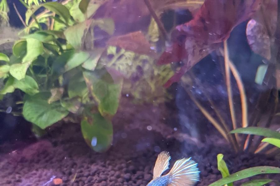 African Dwarf Frogs with Betta