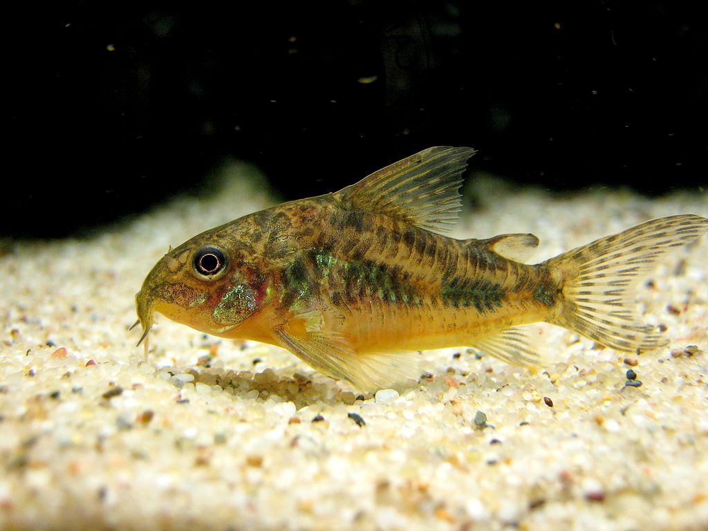 Corydoras Catfish in fish tank
