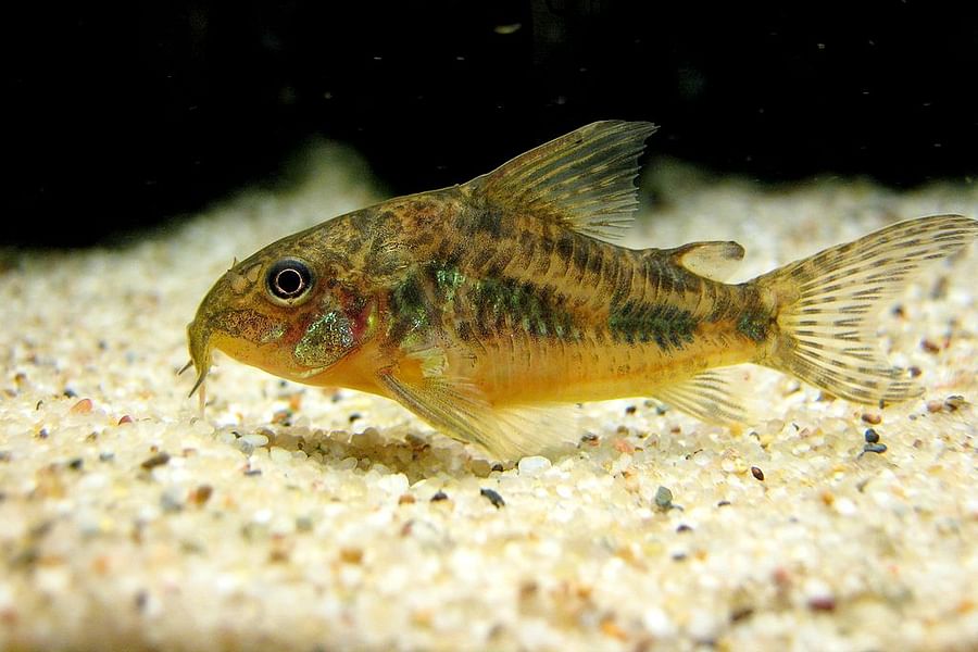 Corydoras Catfish in fish tank