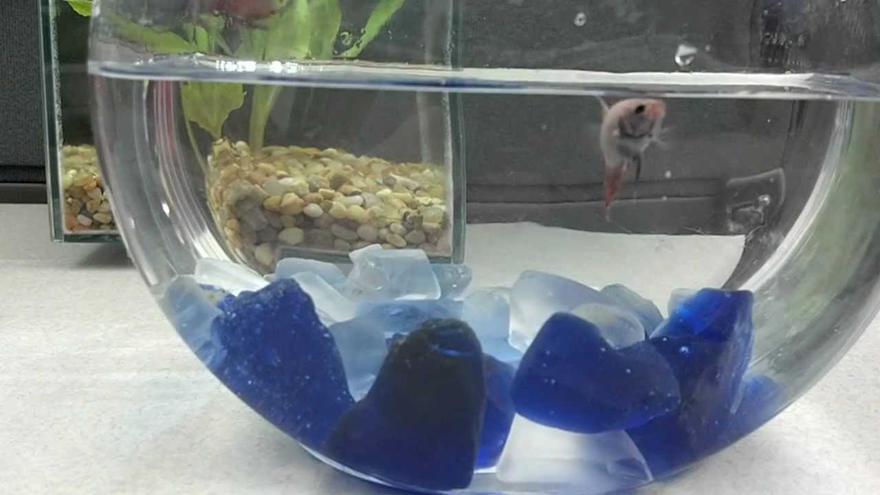 Ghost Shrimp in Betta tank