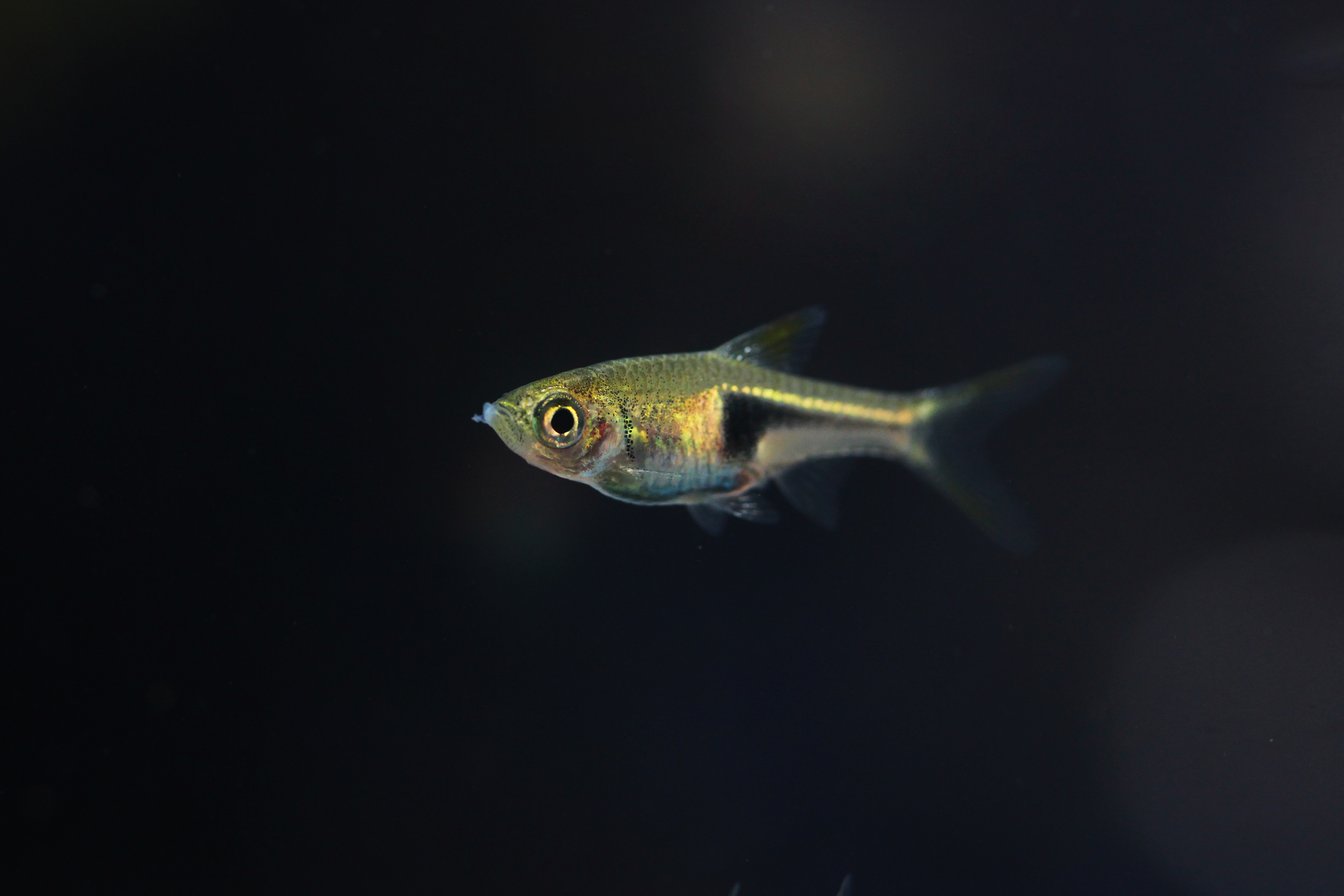 Harlequin Rasboras in aquarium