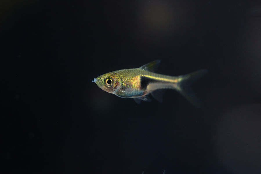 Harlequin Rasboras in aquarium
