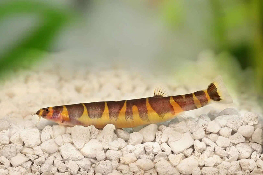 Kuhli Loaches in aquarium