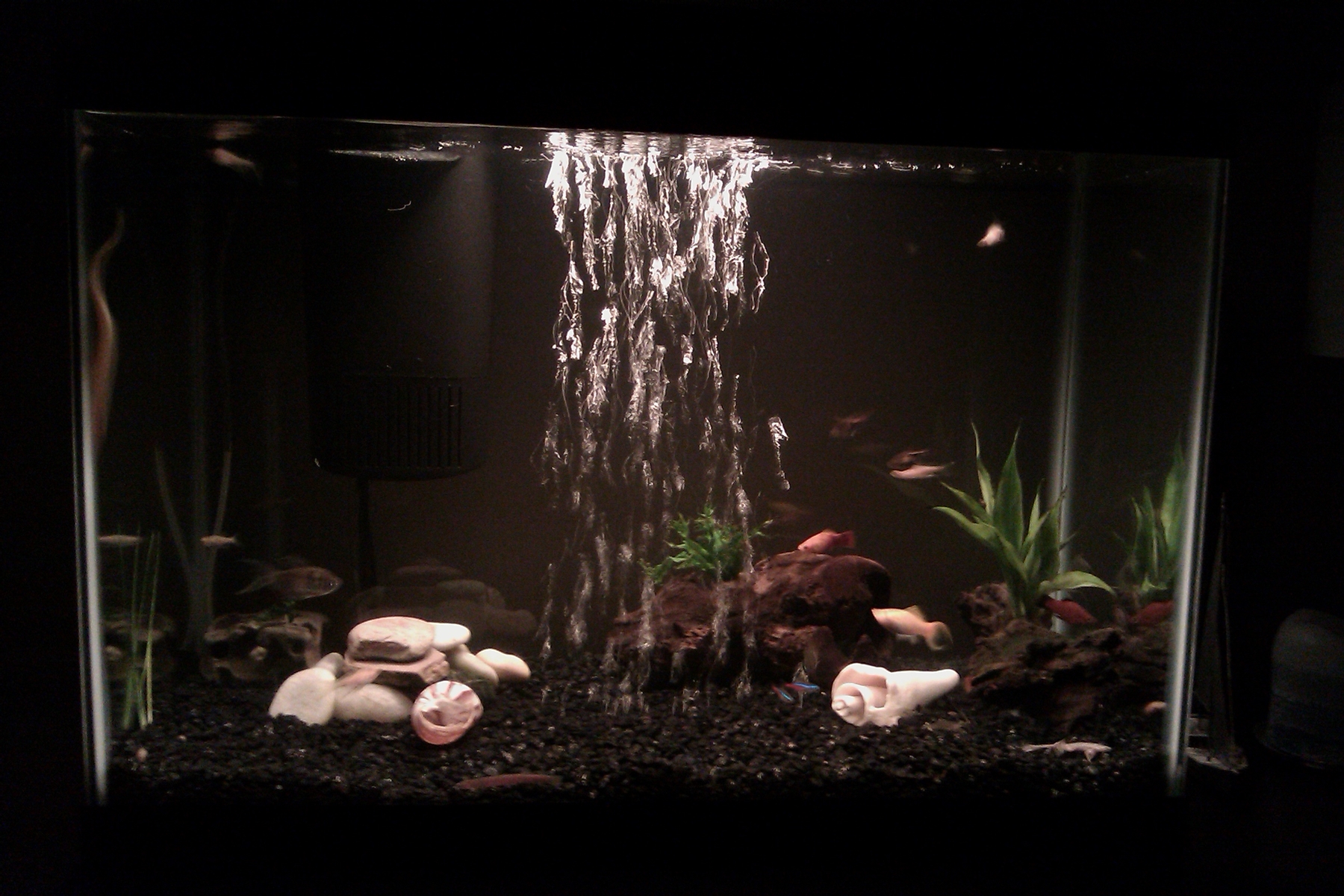 Snails in Betta aquarium