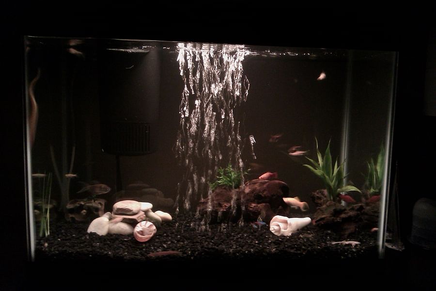 Snails in Betta aquarium