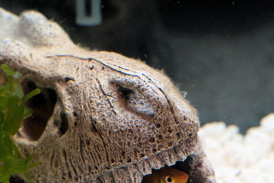 aquarium plants and hiding spots