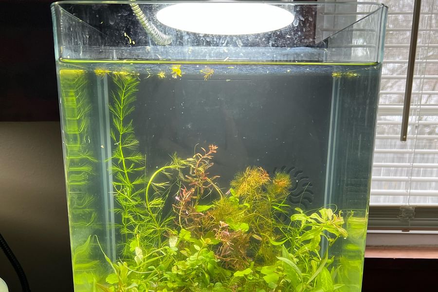 aquarium water change process