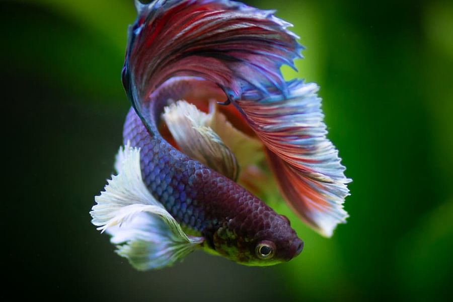 betta compatible tankmates