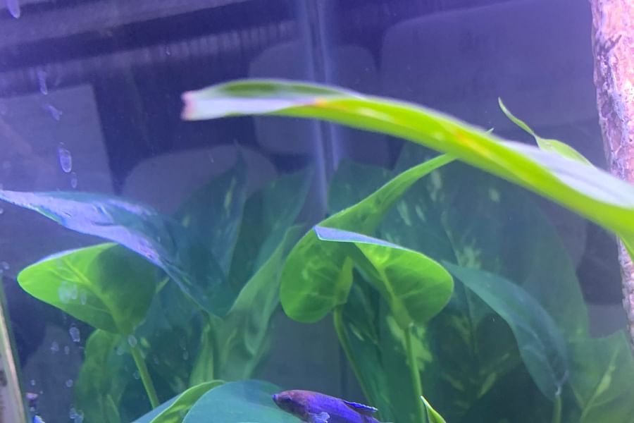 introducing bettas to sorority tank