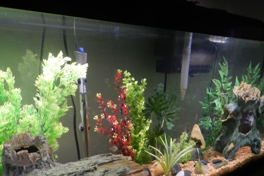 spacious aquarium 20 gallons