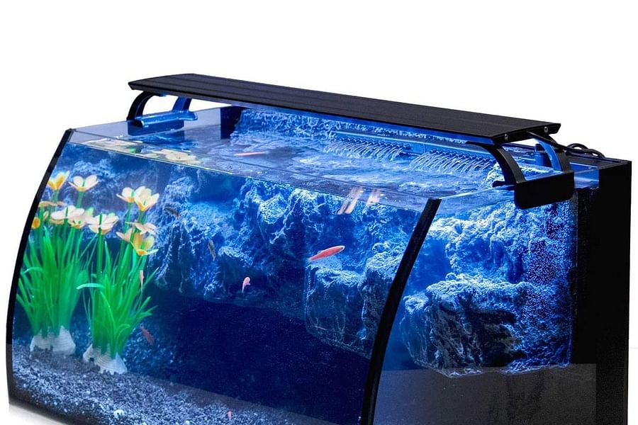 betta fish in aquarium