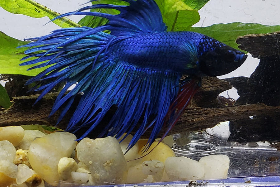 Crowntail Betta Fish