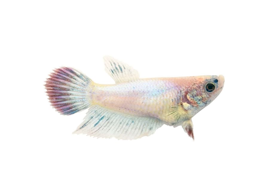 Delta Tail Betta Fish