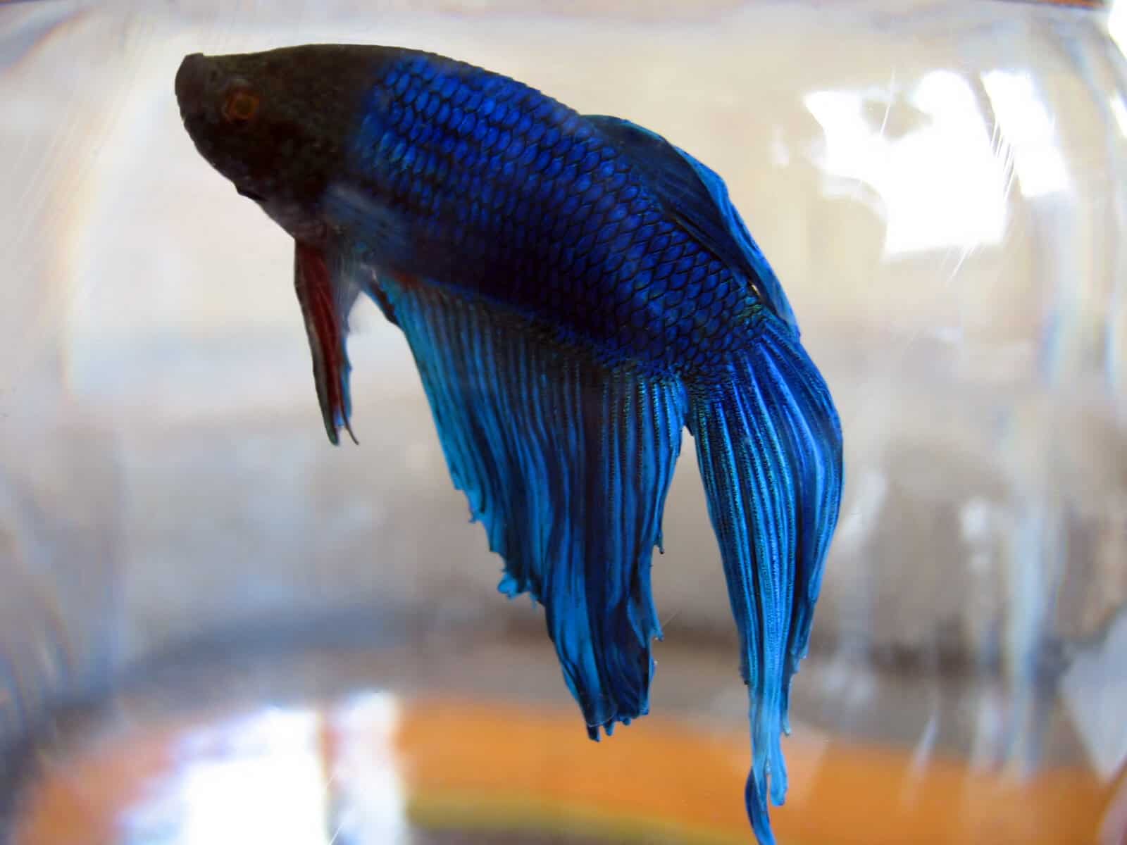 domesticated betta fish fins