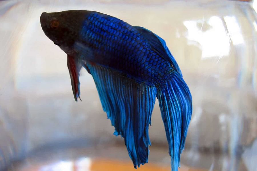 domesticated betta fish fins