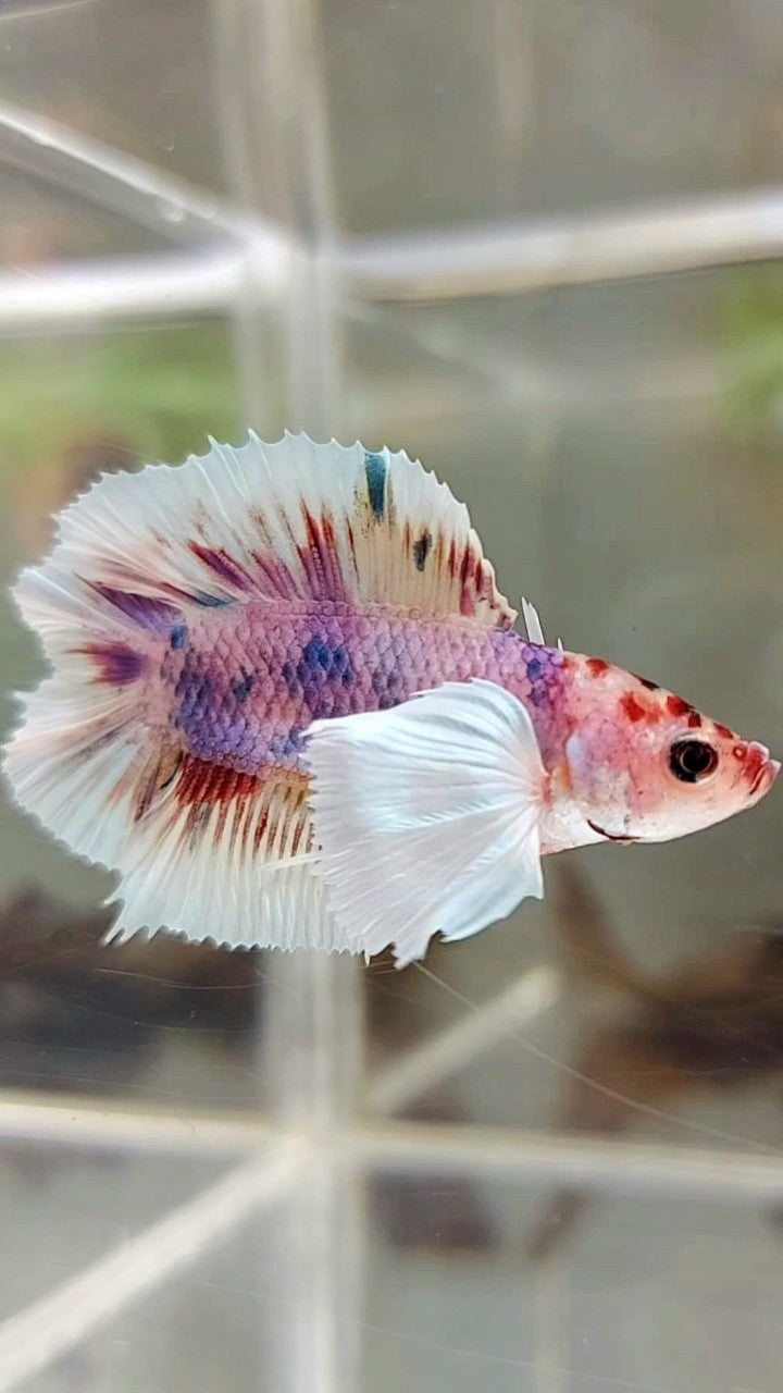 Double Tail Betta Fish