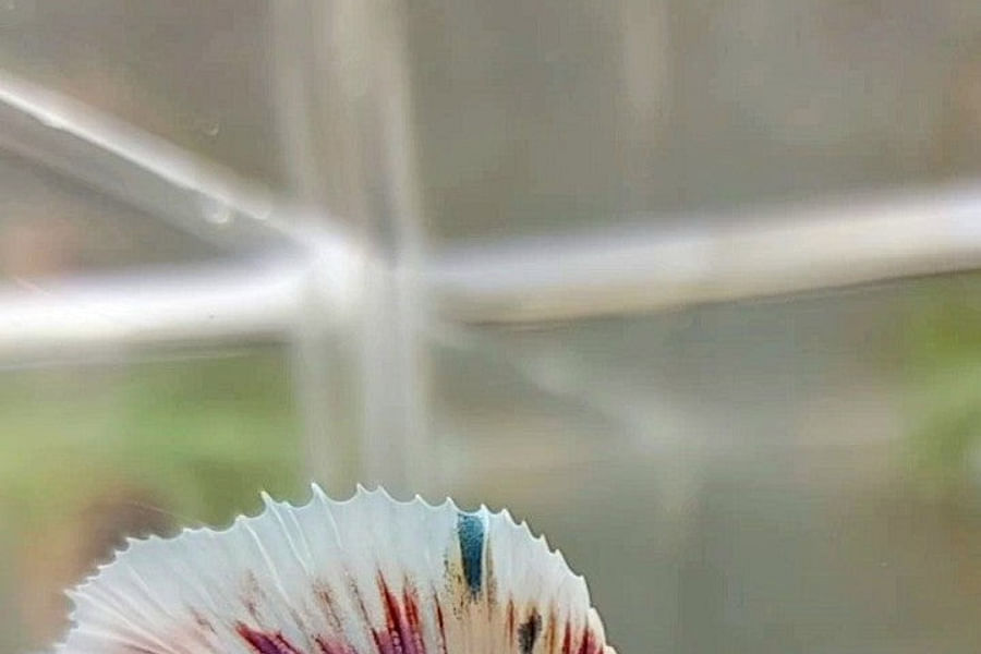 Double Tail Betta Fish