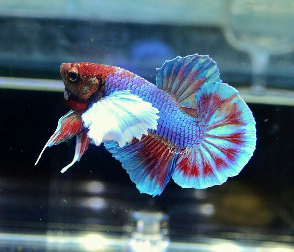 Elephant Ear Betta Fish