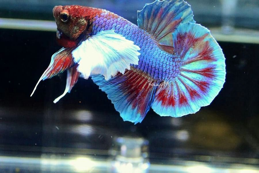Elephant Ear Betta Fish