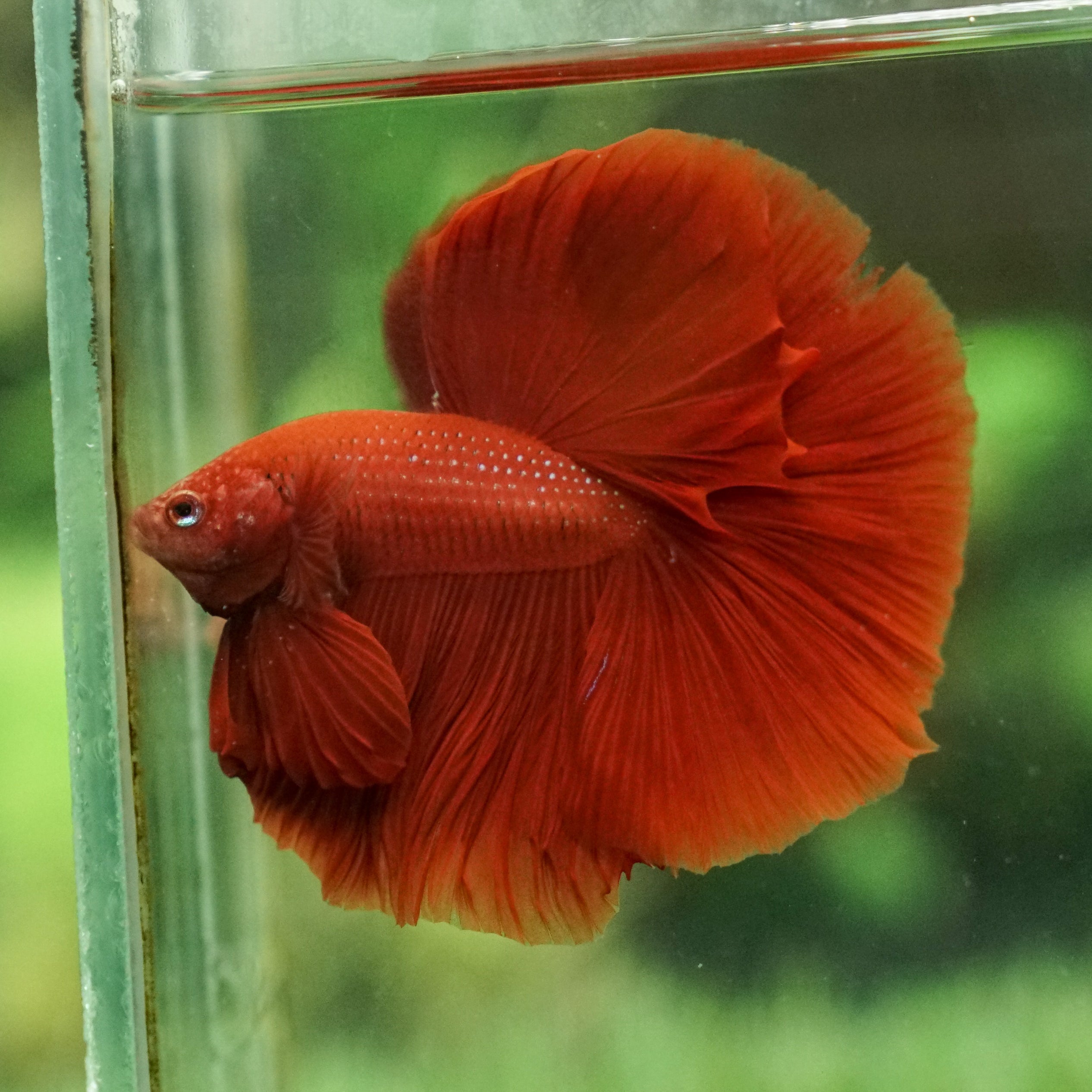 Halfmoon Betta Fish