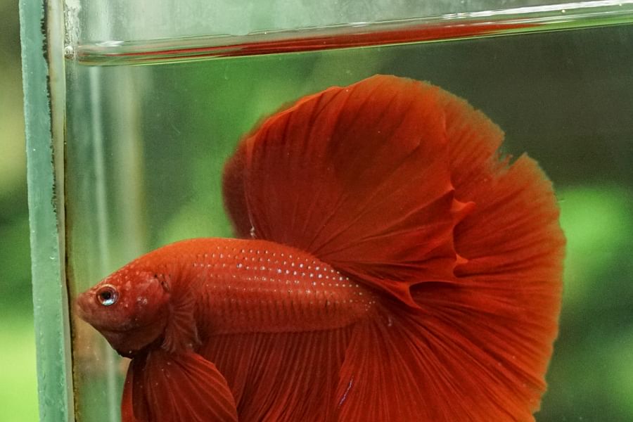 Halfmoon Betta Fish