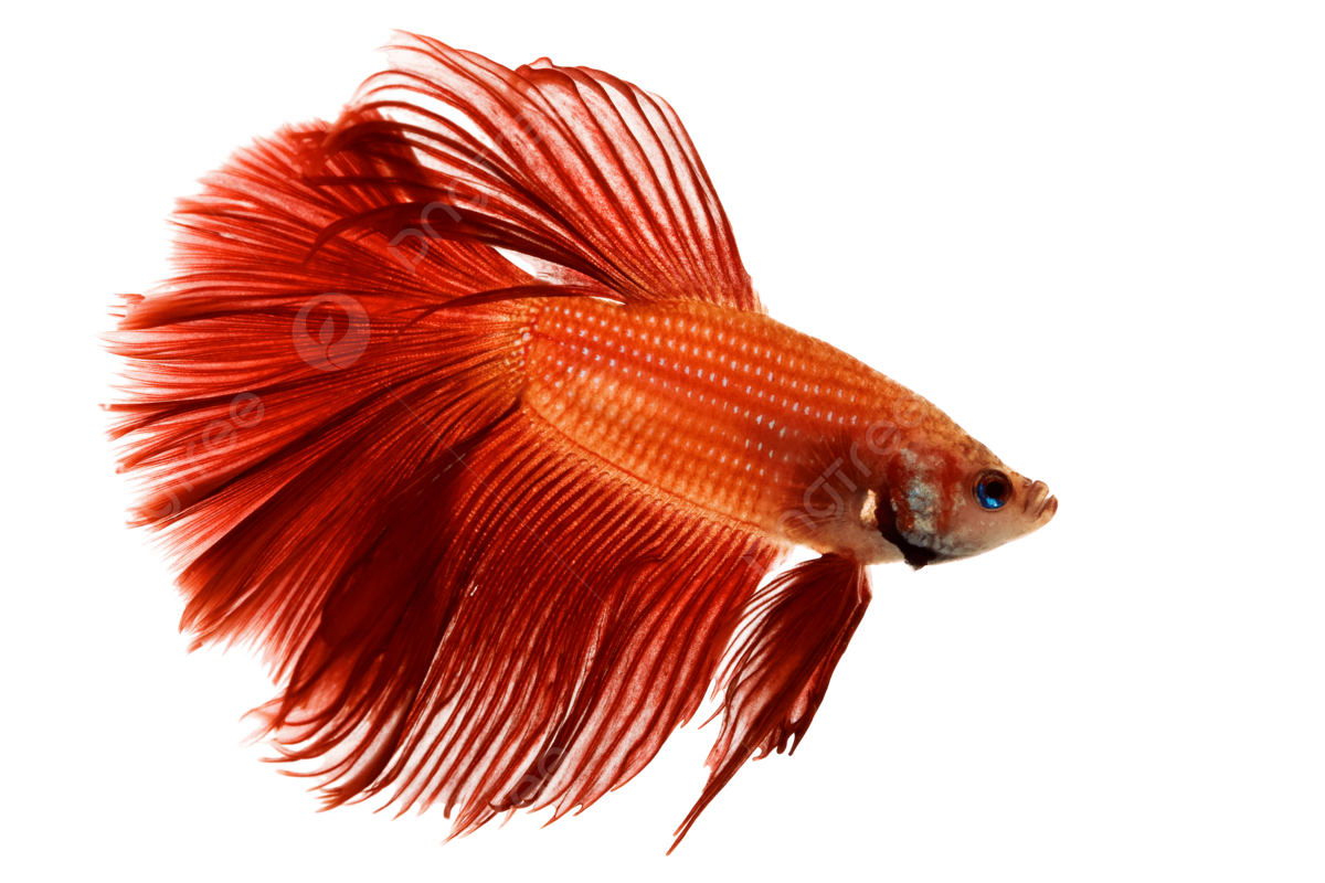 Siamese fighting fish aggression