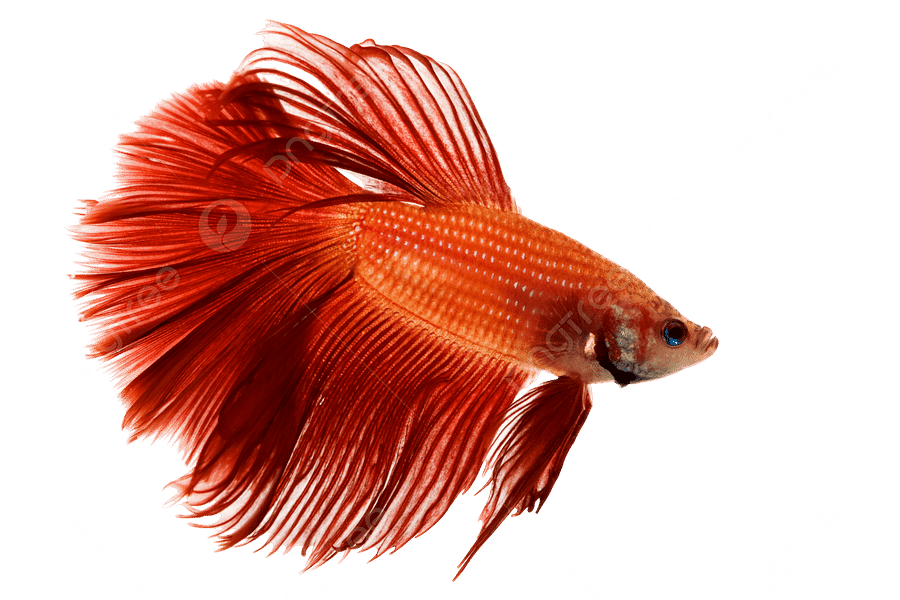 Siamese fighting fish aggression