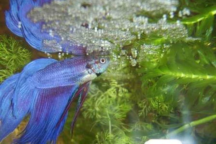 size comparison wild domesticated betta fish