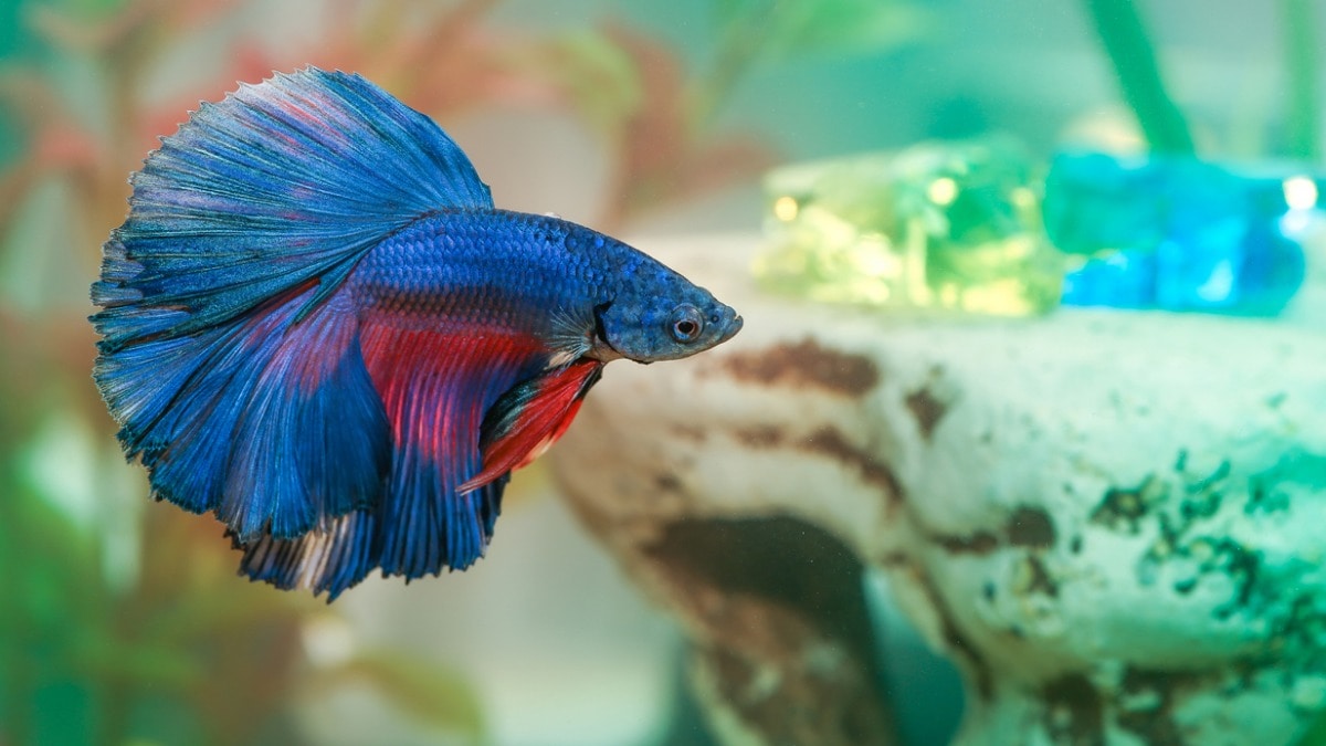 Super Delta Betta Fish