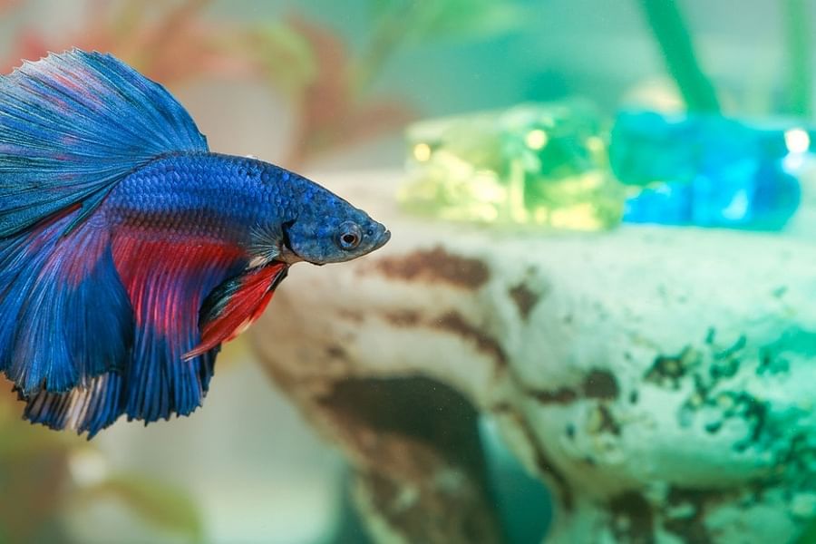Super Delta Betta Fish