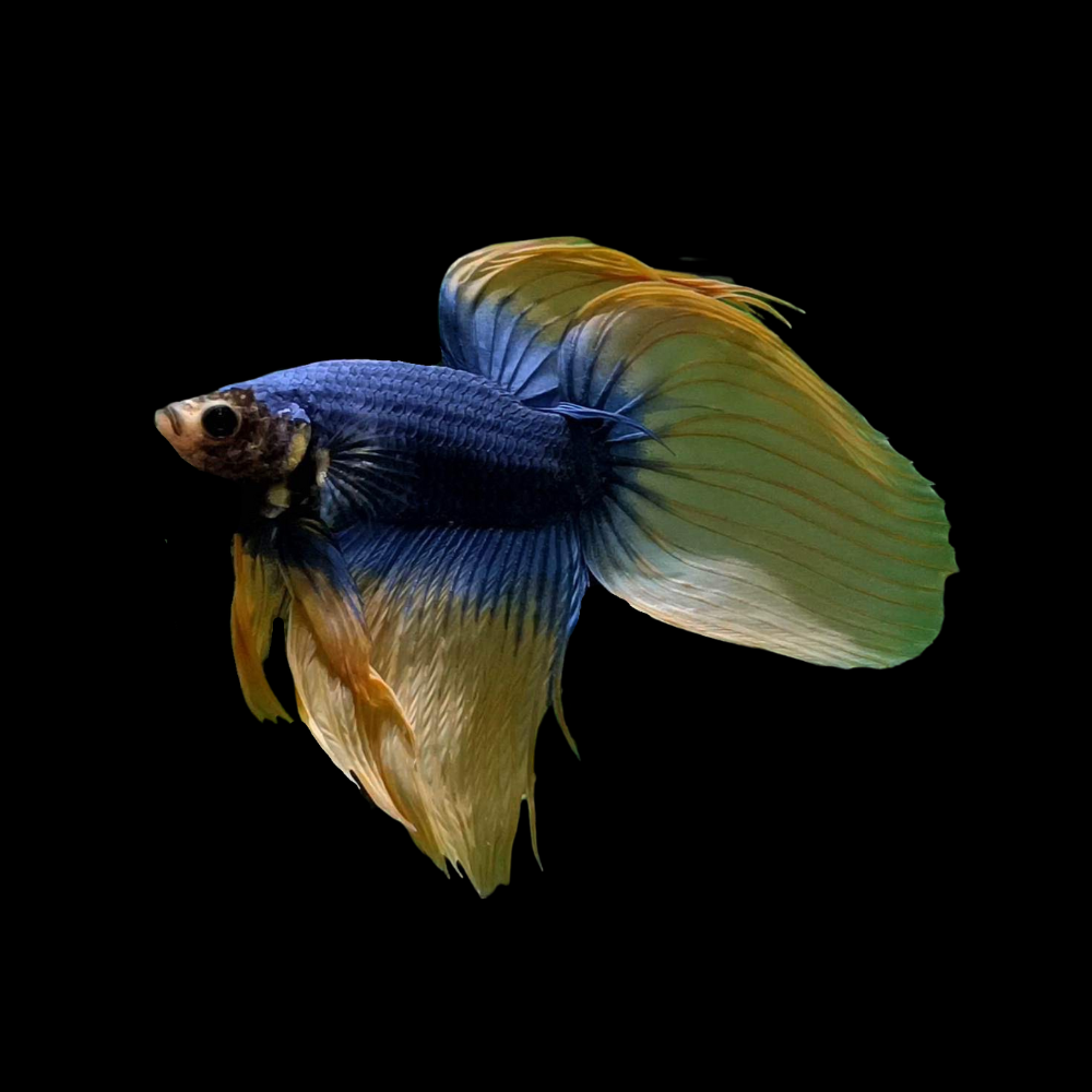 Veiltail Betta Fish