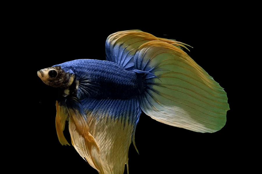 Veiltail Betta Fish