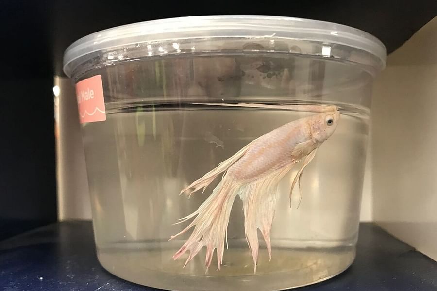 wild betta fish natural habitat