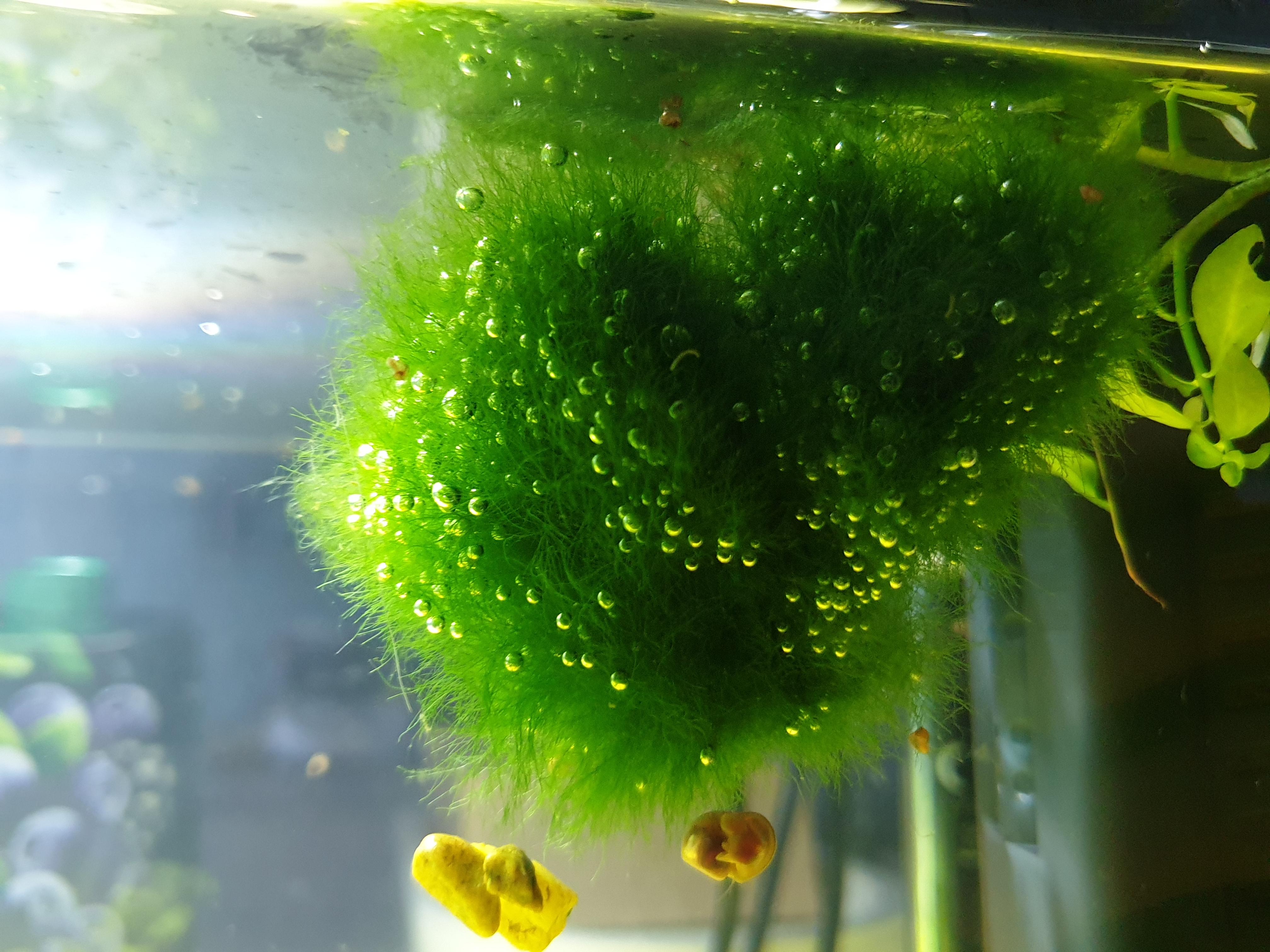 Betta fish bubble nest