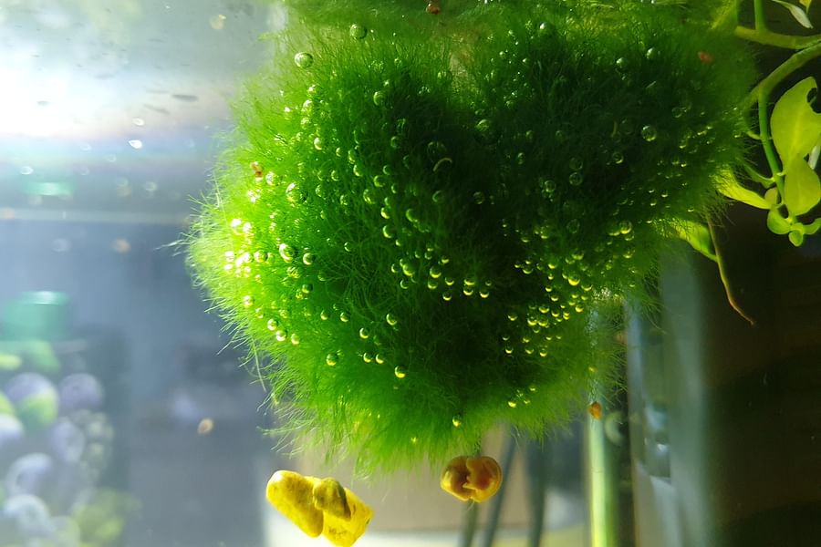 Betta fish bubble nest