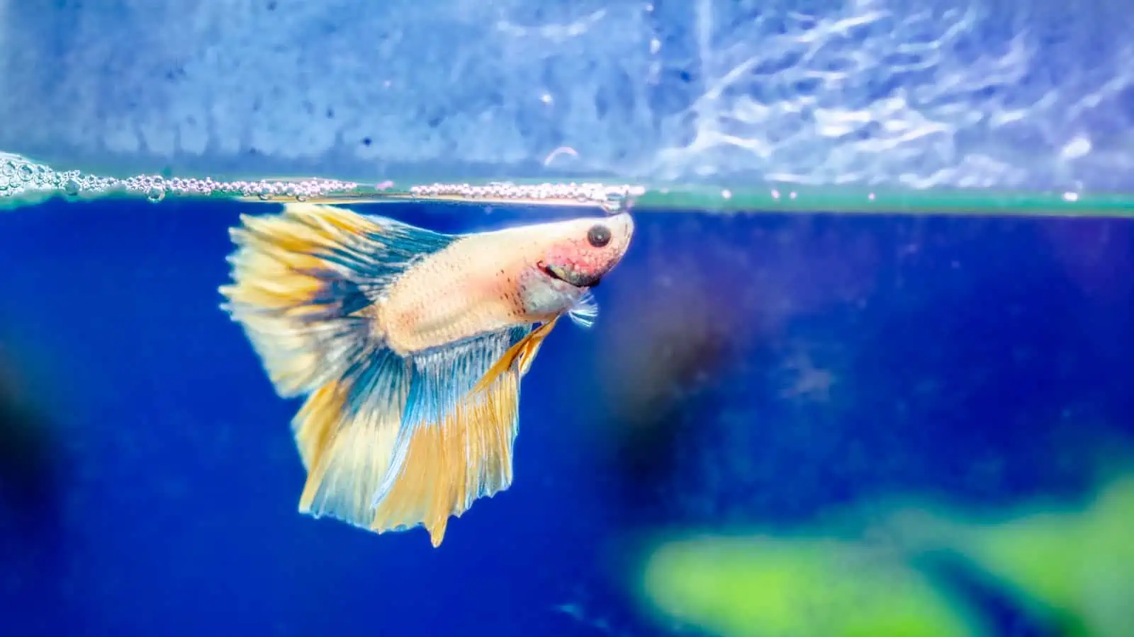Betta fish feeding