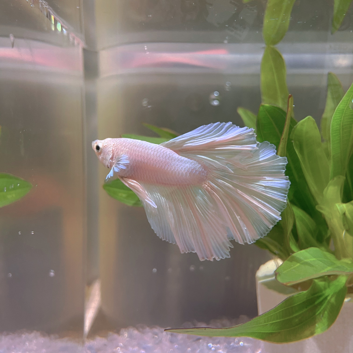 Betta fish flaring