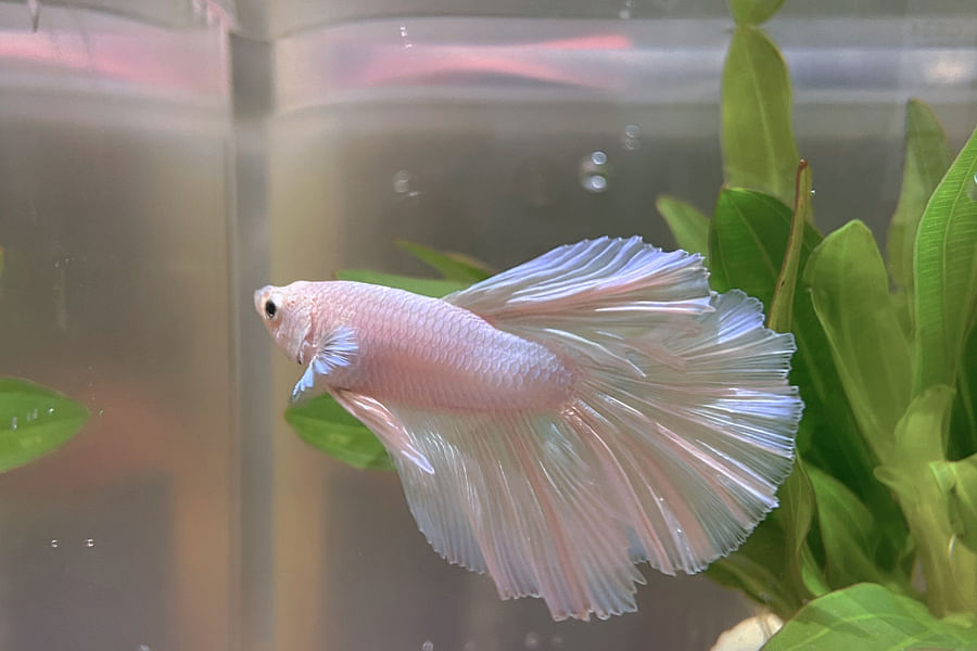 Betta fish flaring