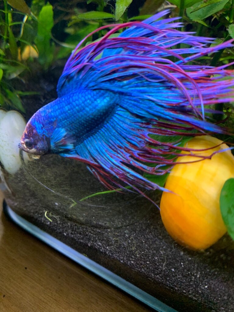 Betta fish resting